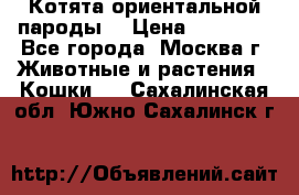 Котята ориентальной пароды  › Цена ­ 12 000 - Все города, Москва г. Животные и растения » Кошки   . Сахалинская обл.,Южно-Сахалинск г.